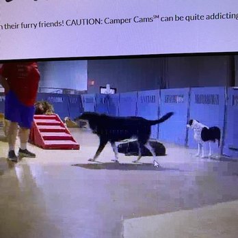 Camp Bow Wow - Again. And this was only one of the many occasions. - Pet Boarding Near Me - Grapevine, Texas