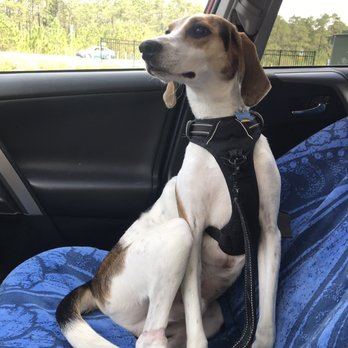 Pawsitive Pup Training - Pet Training Near Me - Wilmington, North Carolina Pawsitive Pup Training - Pet Training Near Me - Wilmington, North Carolina