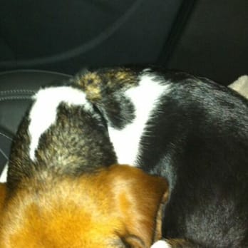M2 Bed Bugs - Turbo after a long day searching,  gets to ride in the seat - Pest Control Near Me