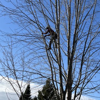 Diederich Tree Care - Tree Services Near Me Diederich Tree Care - Tree Services Near Me