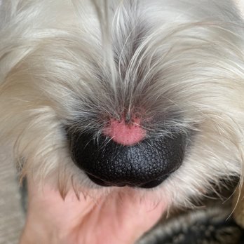 Clean Critters - Pet Groomers Near Me - Austin, Texas