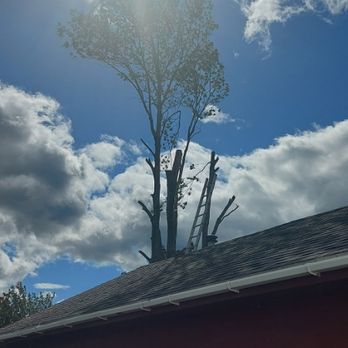 Steve's Tree Cutting - Tree Services Near Me
