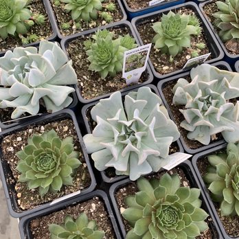 Country Boy's - Nurseries & Gardening Near Me - Greenville, South Carolina