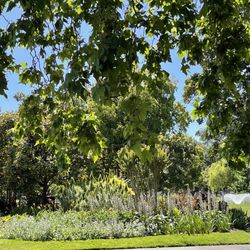 Carlton Gardens