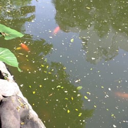 Washington Sycip Park - Even Koi fish swimming around in the very dirty pond.