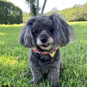 The Groom Gallery by Dawn - Pet Groomers Near Me - Holiday, Florida The Groom Gallery by Dawn - Pet Groomers Near Me - Holiday, Florida