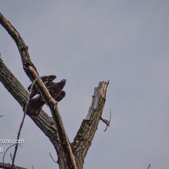 Windsor Locks Canal Trail State Park - Bald eagle - Parks Near Me - Suffield, Connecticut