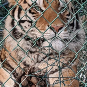 Jungle Cat World Wildlife Park - Close up of a tiger behind a cage - Zoos Near Me - Orono, Ontario Jungle Cat World Wildlife Park - Close up of a tiger behind a cage - Zoos Near Me - Orono, Ontario