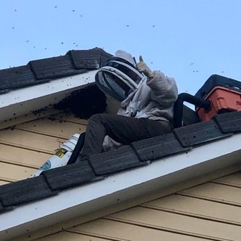 Bee Removal Pros - Meadow-view Temecula - Pest Control Near Me - Murrieta, California Bee Removal Pros - Meadow-view Temecula - Pest Control Near Me - Murrieta, California