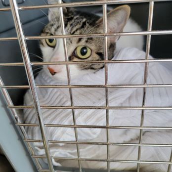 Pacific Paws Pet Salon - Kitty (after) - Pet Groomers Near Me - Honolulu, Hawaii