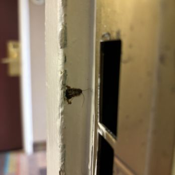 Days Inn by Wyndham Baltimore Inner Harbor - Dead roach on our door frame to room 502 - Hotels Near Me - Baltimore, Maryland