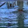 Photo of Aquatic Life