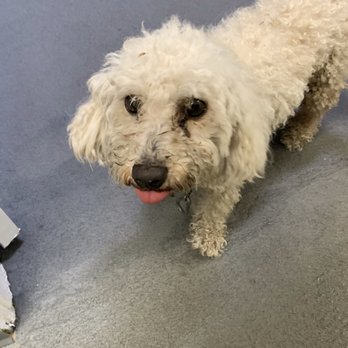 DTLAvets - Emancipated, matted and flea infested Thank you DTLAvets & Dr Williams for helping save this little guy. - Veterinarians Near Me - Los Angeles, California