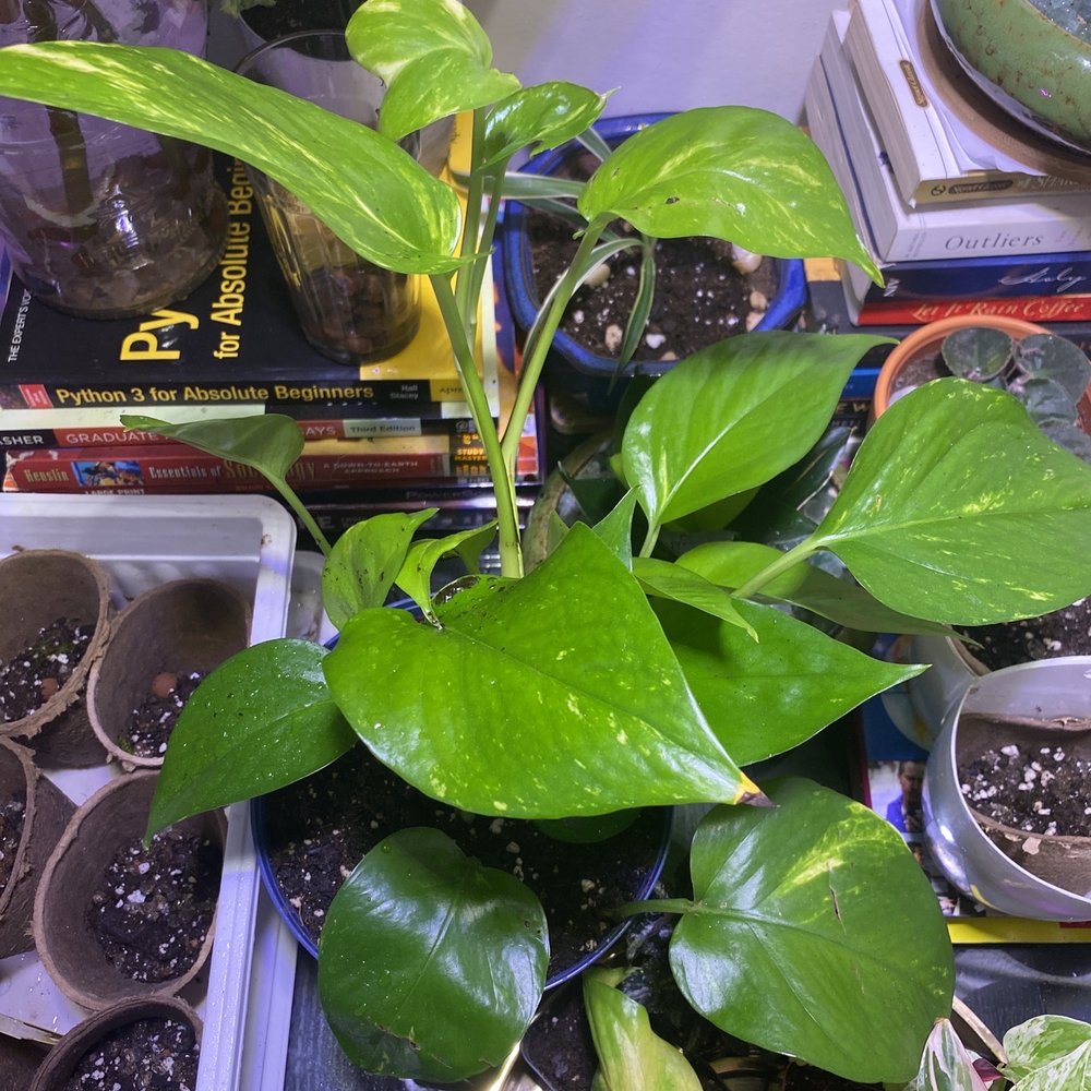 Miguel's Flower Shop - Pothos Golden - Florists Near Me - Bronx, New York Miguel's Flower Shop - Pothos Golden - Florists Near Me - Bronx, New York