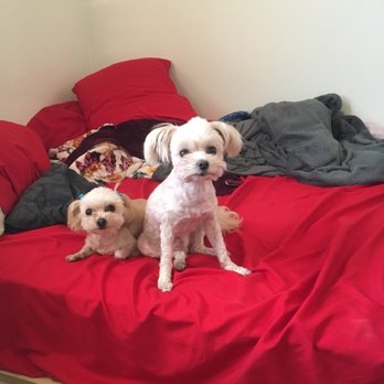 Ooh Puppy - Pet Groomers Near Me - La Mirada, California