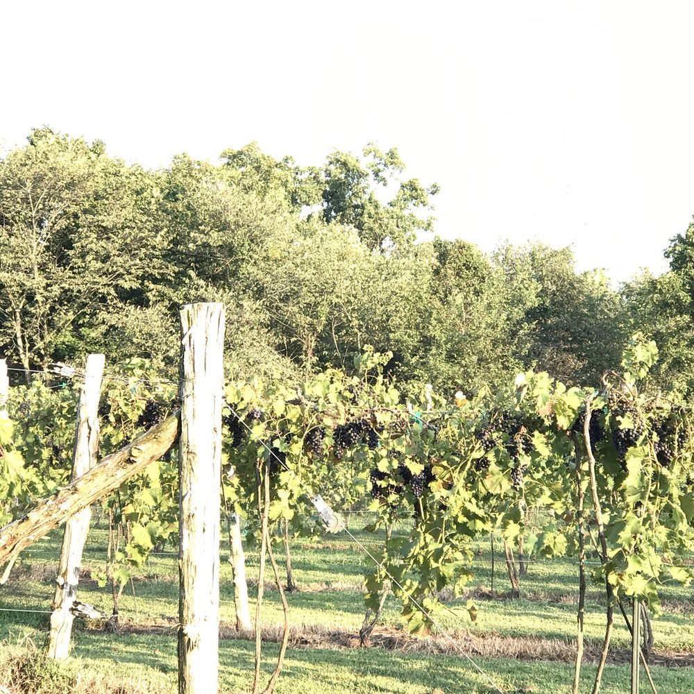 Cave Valley Winery - vines growing in a vineyard - Wineries Near Me - Park City, Kentucky Cave Valley Winery - vines growing in a vineyard - Wineries Near Me - Park City, Kentucky