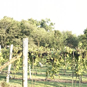 Cave Valley Winery - vines growing in a vineyard - Wineries Near Me - Park City, Kentucky Cave Valley Winery - vines growing in a vineyard - Wineries Near Me - Park City, Kentucky