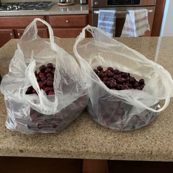 U Pick Orchards - 15lbs of cherries - Pick Your Own Farms Near Me - Morgan Hill, California