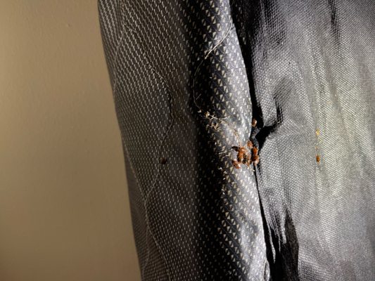 Pestperts Pest Services