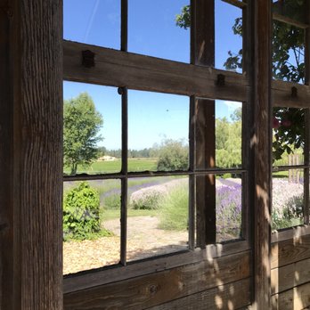 Purple Haze Lavender Farm - Flowers & Gifts Near Me - Sequim, Washington Purple Haze Lavender Farm - Flowers & Gifts Near Me - Sequim, Washington
