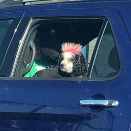 Even the dogs are hip!