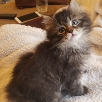 Daisley Siberians - Pet Breeders Near Me Daisley Siberians - Pet Breeders Near Me