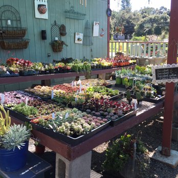 Flora Gardens - Succulents! Good prices too!! - Nurseries & Gardening Near Me - Ojai, California Flora Gardens - Succulents! Good prices too!! - Nurseries & Gardening Near Me - Ojai, California