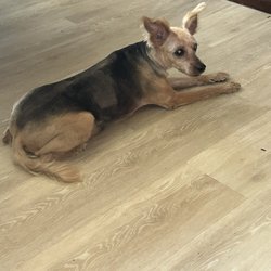 user provided Animal Eye Associates photo