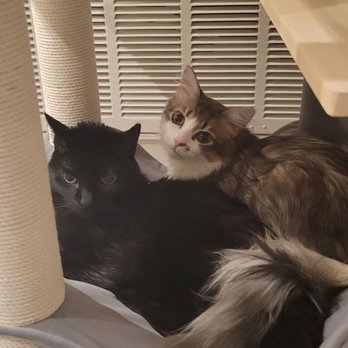 Paws N Claws Pet Sitting In Your Home - Wrigley and Parker - Dog Walkers Near Me Paws N Claws Pet Sitting In Your Home - Wrigley and Parker - Dog Walkers Near Me