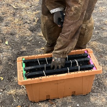 Honey Bee Rescue - Pest Control Near Me - Dallas, Texas