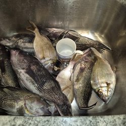Norma K III - My catch