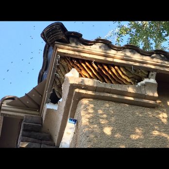 Elite Pest Control - One of the 100's of bee services we take care of each year. - Pest Control Near Me - Las Vegas, Nevada Elite Pest Control - One of the 100's of bee services we take care of each year. - Pest Control Near Me - Las Vegas, Nevada