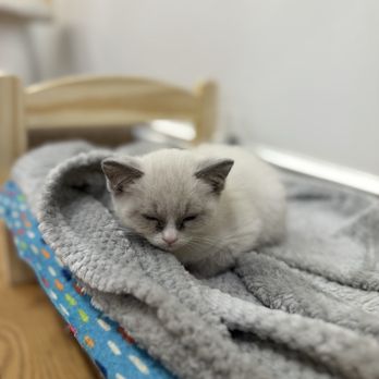 Vintage Cat Cafe - Coffee & Tea Near Me - Toronto, Ontario Vintage Cat Cafe - Coffee & Tea Near Me - Toronto, Ontario