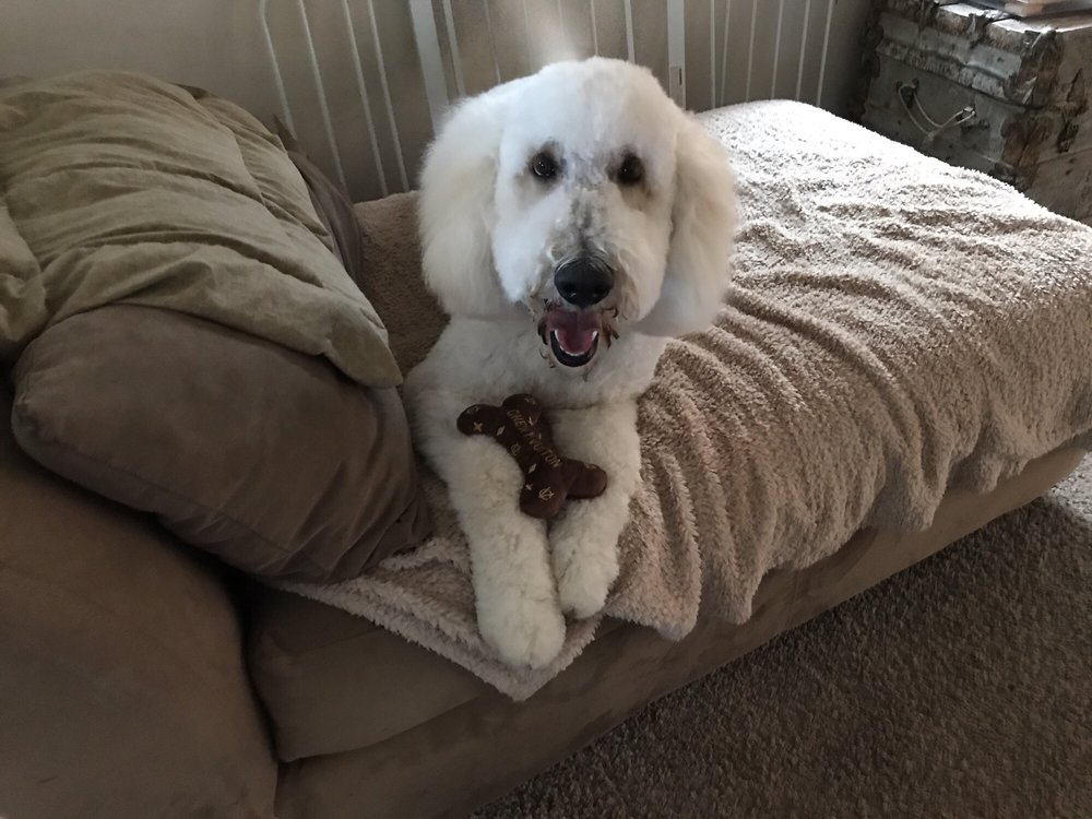 PAM & BEST FRIENDS PET GROOMING Updated September 2024 35 Design