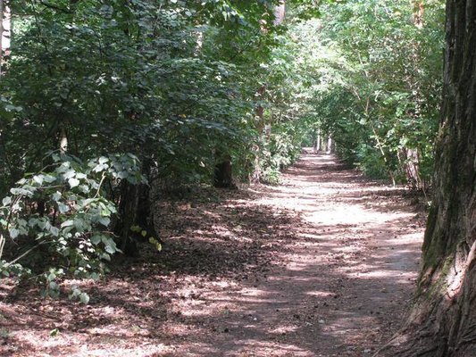 Grunewald by null