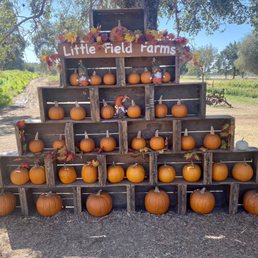 Pumpkin display. Pumpkin display.