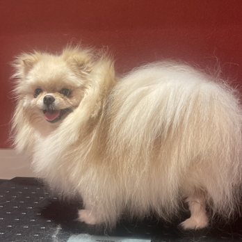 Pomeranian Friends - Cream white Pomeranian - Pet Breeders Near Me - Corona, California Pomeranian Friends - Cream white Pomeranian - Pet Breeders Near Me - Corona, California