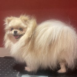 Pomeranian Friends - Cream white Pomeranian