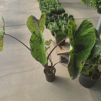 S & K Nursery - Calocasia Mojito - Nurseries & Gardening Near Me - Woodburn, Oregon S & K Nursery - Calocasia Mojito - Nurseries & Gardening Near Me - Woodburn, Oregon