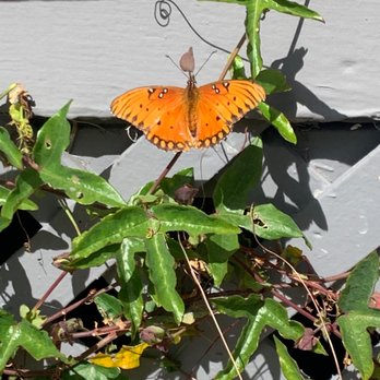 Mariposa Gardening & Design - a butterfly on a plant - Gardeners Near Me Mariposa Gardening & Design - a butterfly on a plant - Gardeners Near Me
