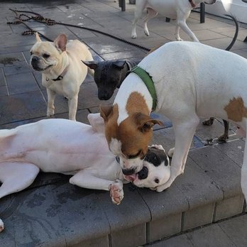 All For The Wag - Play all day! - Pet Sitting Near Me