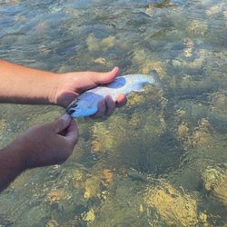 Trinity Fly Shop - Trout from Trinity River