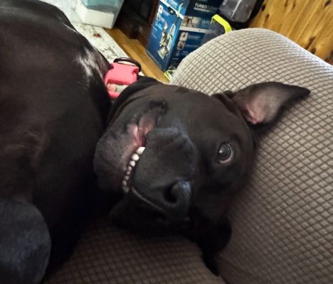 Pet Styles of Elkton