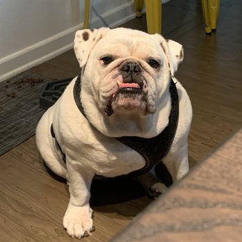 ACCESS Pasadena - RIP Artie :( - Emergency Pet Hospital Near Me - Pasadena, California