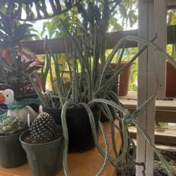 Tammy's Wild Roots