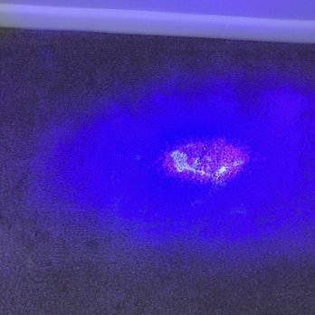 Aggieland Carpet Cleaning - Pets have accidents and we can help find them! Then kill the Bacteria and remove staining as well! - Carpet Cleaning Near Me Aggieland Carpet Cleaning - Pets have accidents and we can help find them! Then kill the Bacteria and remove staining as well! - Carpet Cleaning Near Me