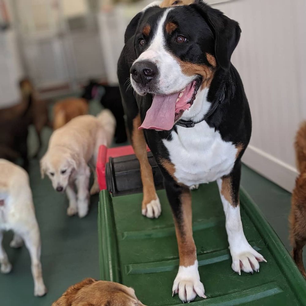 BEST FRIENDS DOGGY DAYCARE CLOSED 12 Photos 6020 Harrison Rd