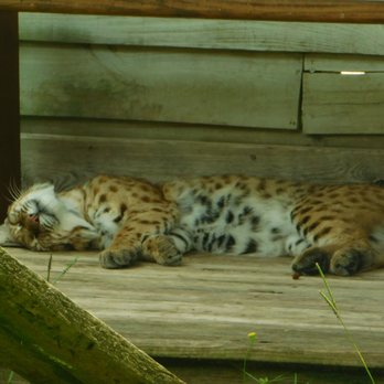 Gatorland - Shhh..busy right now hunting zzz's - Zoos Near Me - Orlando, Florida Gatorland - Shhh..busy right now hunting zzz's - Zoos Near Me - Orlando, Florida