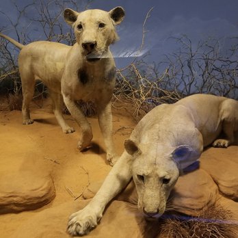 Field Museum - Lions of Tsavo - Museums Near Me - Chicago, Illinois