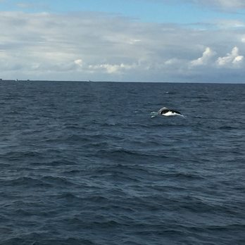 Fantasea Adventure Cruising - Observatories Near Me - Sydney, NSW